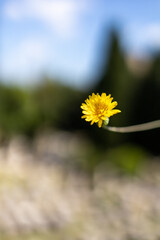 single Dandelion (Taraxacum officinale) with blur background 