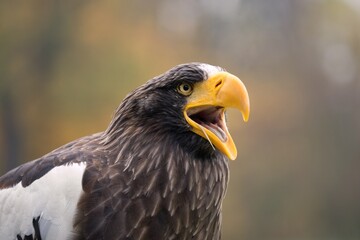 Steller's sea eagle