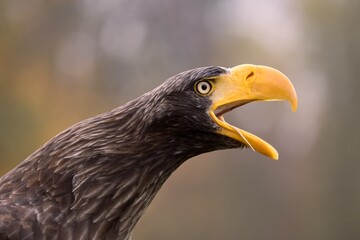 Steller's sea eagle