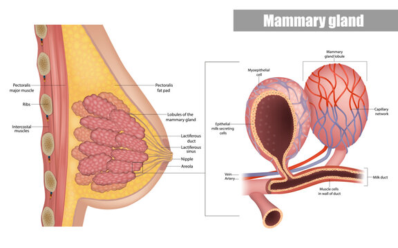 Anatomy of the female breast side view. Structure of the Milk ducts and Lobules of the mammary gland. Mammary Alveoli and Myoepithelial cell. Milk producing organs