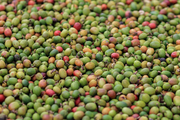 Coffee beans that have been sun dried because they are in the process of natural drying before roasting coffee beans to create quality roasted coffee beans before delivery to the shop.