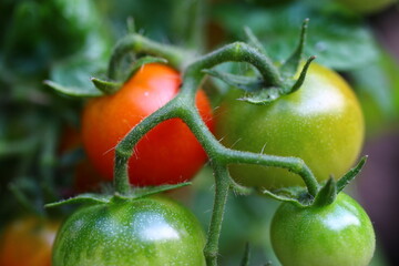 pomidor czerwony zielony - obrazy, fototapety, plakaty