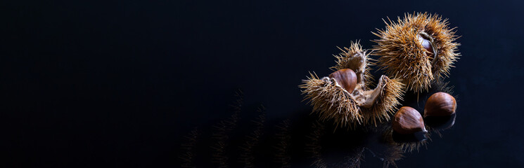 Ripe brown chestnuts, partly in pods,  on black reflecting underground - panorama, copy space