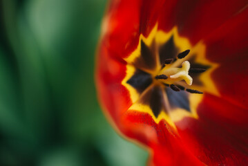 Fototapeta na wymiar Leaves And Red Glitter Background, Red Tulip With Glitter Background