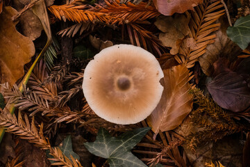 mushrooms in the forest