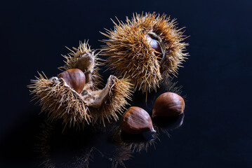 Ripe brown chestnuts, partly in pods,  on black reflecting underground - panorama, copy space