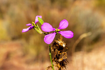 Boke of pair of small pink flowers in the mountain. - 542776734