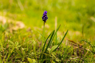 Boke of small lilac flower on the mountain among the grass. - 542776760