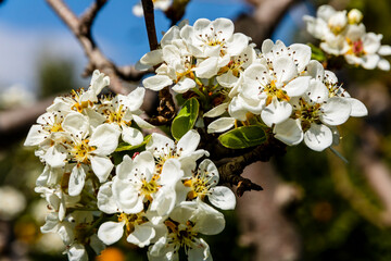 Apricot branch with many flowers in Alicante mountains. - 542776782