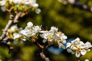 Apricot branch with many flowers in Alicante mountains. - 542776790