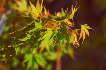 Yellow autumn leaves, Green and yellow leaves, Autumn maple leaves, autumn landscape