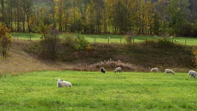 Flock Of Sheep In Green Pastures And Woodland