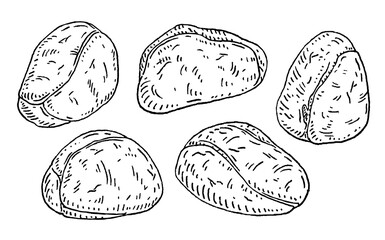 Kola nuts without shell. Vector engraving black vintage