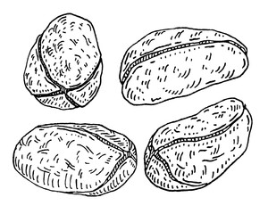 Dried kola nuts without shell. Vector engraving black vintage