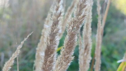 Dried tall reed. Several cane shoots grow in a small family. The reed grew, dried up and became a light yellow color. It has fluffy stem ends with seeds. Green plants grow behind it.