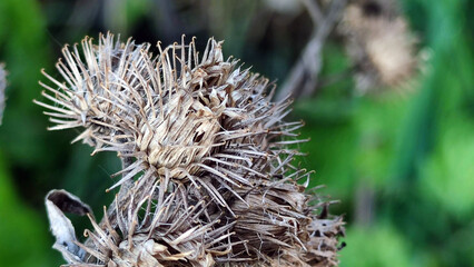 Burdock small or burdock. Several ripe, faded and already dried seeds of the plant hang on a dried...
