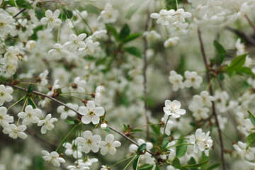Background from blossoming branches of cherry