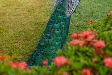 Peacock 