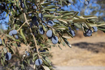 Close-up of ripe olives on a tree branch.