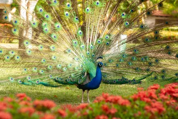 Fotobehang Peacock  © Amy K & Co
