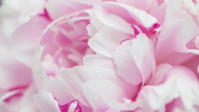4K Time Lapse of blooming pink Peony flower. Timelapse of Peony petals close-up. Time-lapse of big single flower opening.