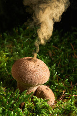 Lycoperdon perlatum, popularly known as the common puffball, warted puffball, gem-studded puffball, or the devil's snuff-box
Puffball fungus ejecting spores for reproduction - obrazy, fototapety, plakaty