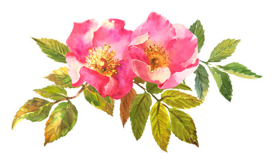 Obraz premium Watercolor botanical illustration, pink dog rose flowers, rosehip arrangement clip art.