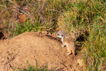 Meerkat - Suricata suricatta cub in its natural habitat.