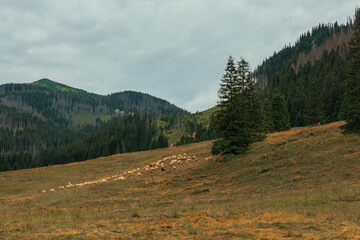 Dolina Chochołowska, Zakopane © Sebastian