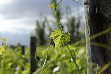 Macro Vine