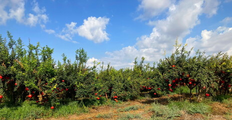 Fototapeta na wymiar Spectacular ripe red pomegranate israeli garden. Big and beautiful pomegranate fruits on trees. Autumn in Israel. Agricultural kibbutz, rich harvest