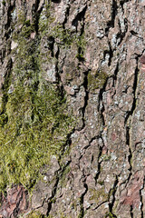 A Tree trunk with moss