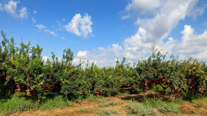 Spectacular ripe red pomegranate israeli garden. Big and beautiful pomegranate fruits on trees. Autumn in Israel. Agricultural kibbutz, rich harvest