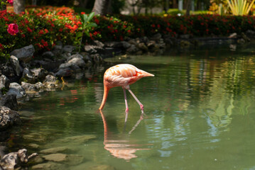 flamingo in water