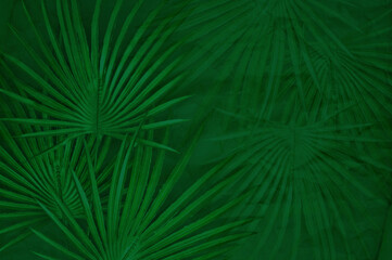 Obraz premium abstract dark green background with palm leaves on a craft paper