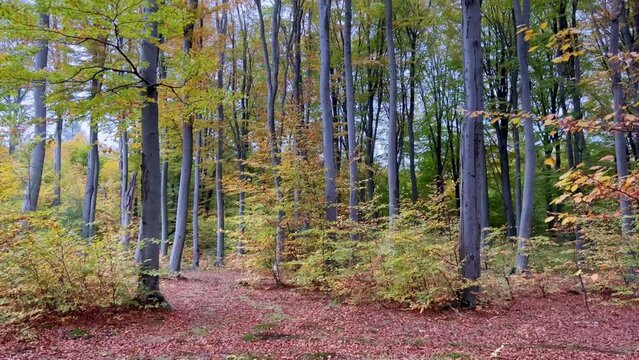 Tall long trunks of beech and oak trees with color