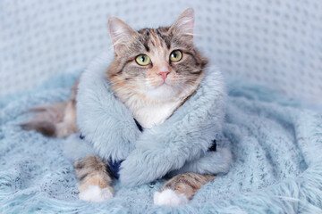 Clothes for pets. Сat in a beautiful fur coat lies and rests on a blanket. Clothing for animals and pets. Cat looks to the camera. Beautiful Kitten. Kitten with big green eyes. Pet. Without people. 