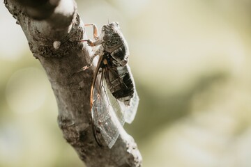 A cicada sits on a fig tree on summer, closeup shot. Singing loudly to call the female. Intense...