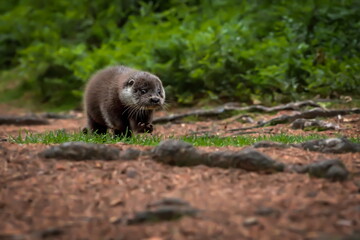 Close-up portrait of a river otter in its natural environment.
It is also known as the European...