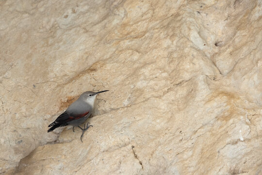 The wallcreeper (Tichodroma muraria), small passerine bird at the high mountain.