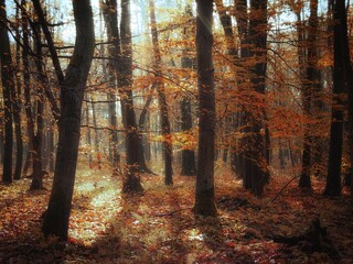 Fototapeta premium Sunny morning in the late autumn forest. Yellow and orange colors in a fairy woods. Beautiful leaves on the trees.