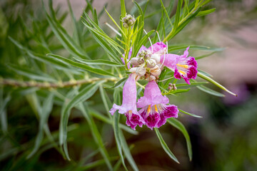 Chilopsis or the  Chilopsis linearis. It is known as desert willow or desert-willow, because of its willow-like leaves. Instead it is a member of the catalpa family. © Hulshofpictures
