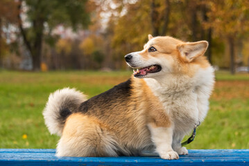 happy smiling corgi face outdoors in autumn