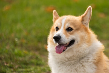 happy smiling corgi face outdoors in autumn