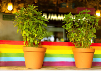 Basil in plantpot. Indoor basil plant in flower pots with LGBT rainbow on the wall