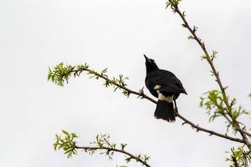 Australian Pied Currawong (Strepera graculina)
