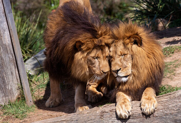 African Lion (Panthera Leo)