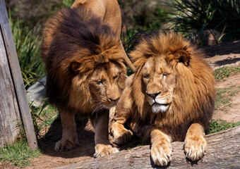 Fototapeta premium African Lion (Panthera Leo)