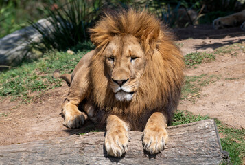 African Lion (Panthera Leo)