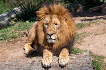 African Lion (Panthera Leo)